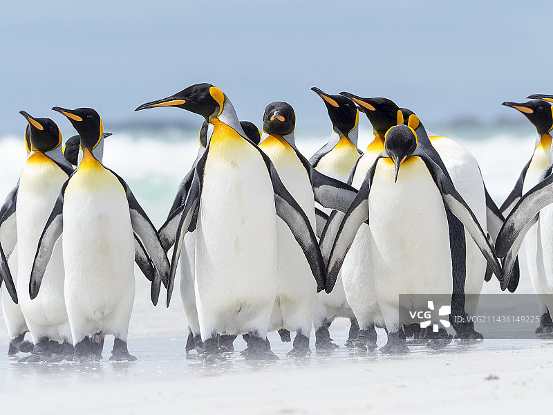南大西洋福克兰群岛上的国王企鹅图片素材