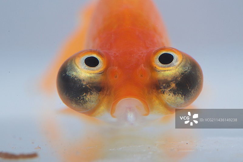 龙睛金鱼特写，白色背景图片素材