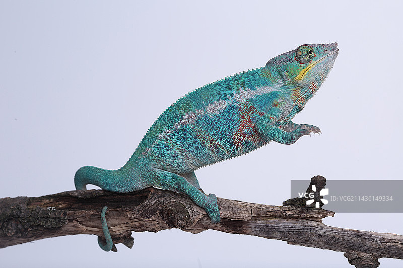 站在白色背景上的豹纹变色龙(Furcifer pardalis)图片素材