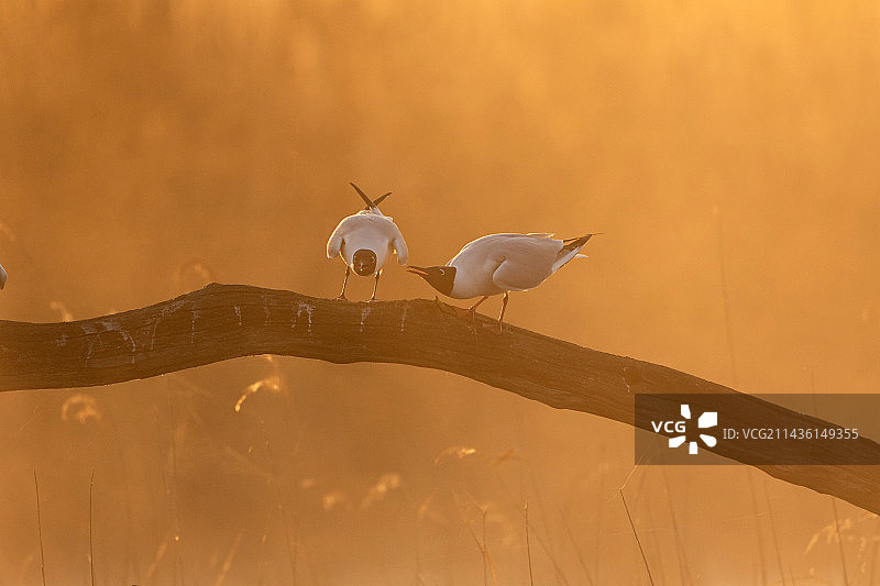 一对黑头鸥在黎明时炫耀（法国，安德尔省，布伦）图片素材