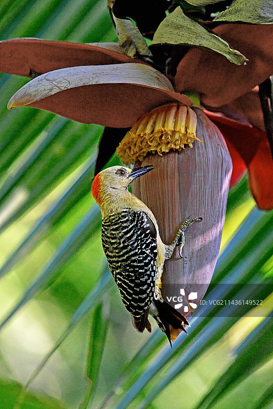 红顶啄木鸟，哥斯达黎加图片素材