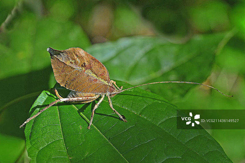树叶上的枯叶螽斯图片素材