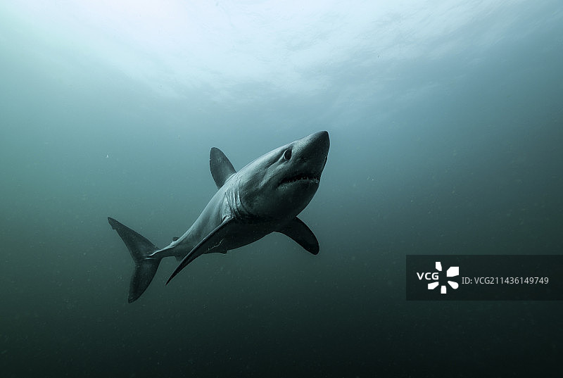 法国布列塔尼海岸附近的鼠鲨图片素材