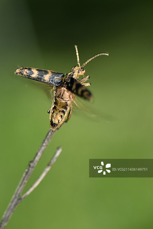 天牛飞行，森林，法国上索恩省图片素材