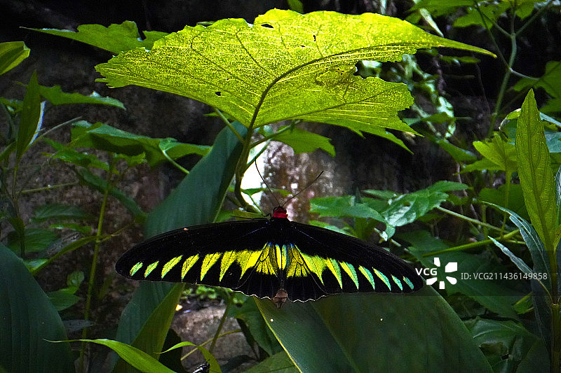 翠凤蝶停留在树叶上图片素材