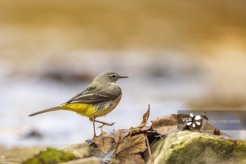 灰鹡鸰（Motacilla cinerea）在法国韦科尔的伯恩河岸边图片素材