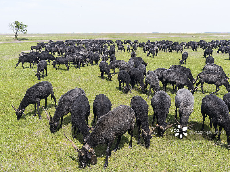 霍尔托巴吉国家公园牧场上的拉卡绵羊（Ovis aries strepsiceros Hungaricus），一种古老的稀有品种。欧洲，东欧，匈牙利，四月图片素材