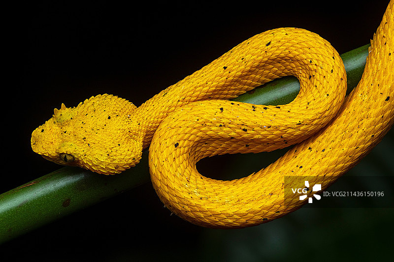 原位睫毛蝮蛇（黄色型），哥斯达黎加曼萨尼约图片素材