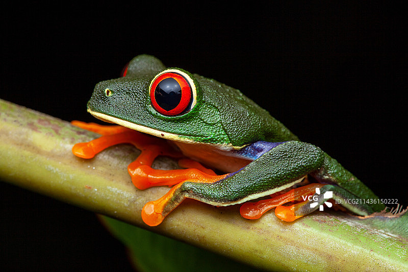 红眼树蛙图片素材