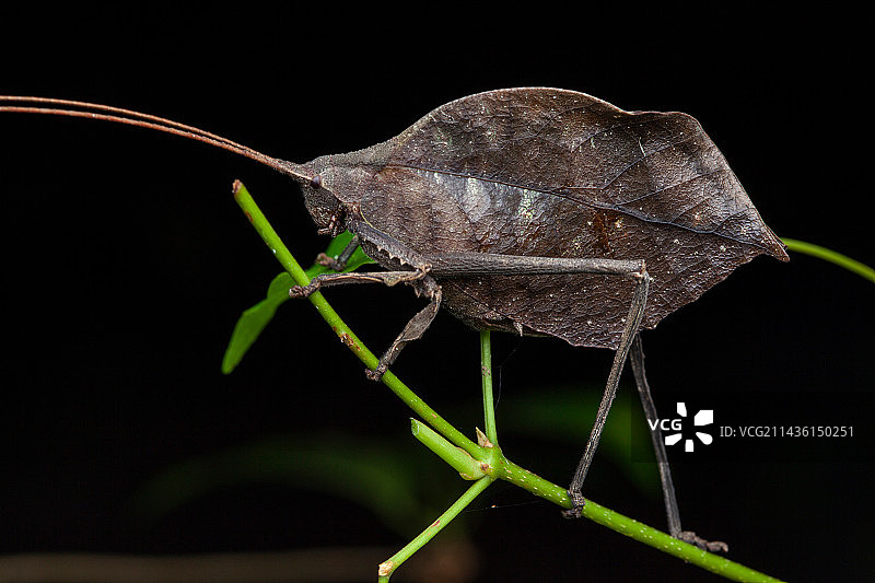 哥斯达黎加圣罗莎国家公园树枝上的叶螽图片素材