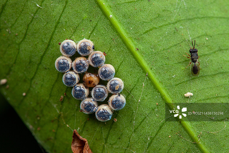 半翅目昆虫卵和金小蜂，松扎波特，哥斯达黎加图片素材