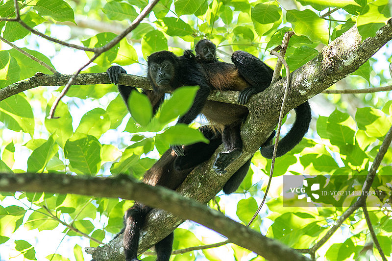 外套吼猴，哥斯达黎加松扎波特图片素材