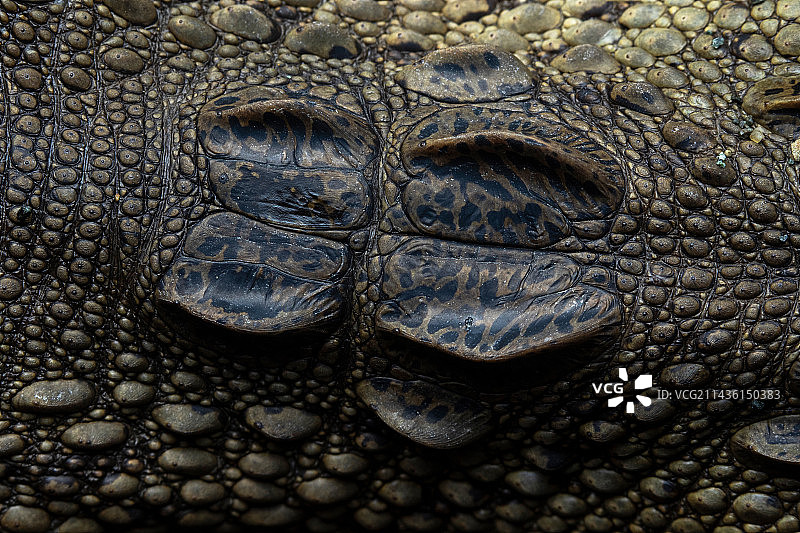 中美洲鳄鱼的颅顶鳞片细节（哥斯达黎加奥萨半岛）图片素材