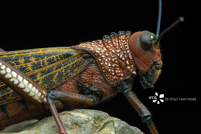 原位巨型红翅蝗虫，哥斯达黎加奥萨卡拉特图片素材