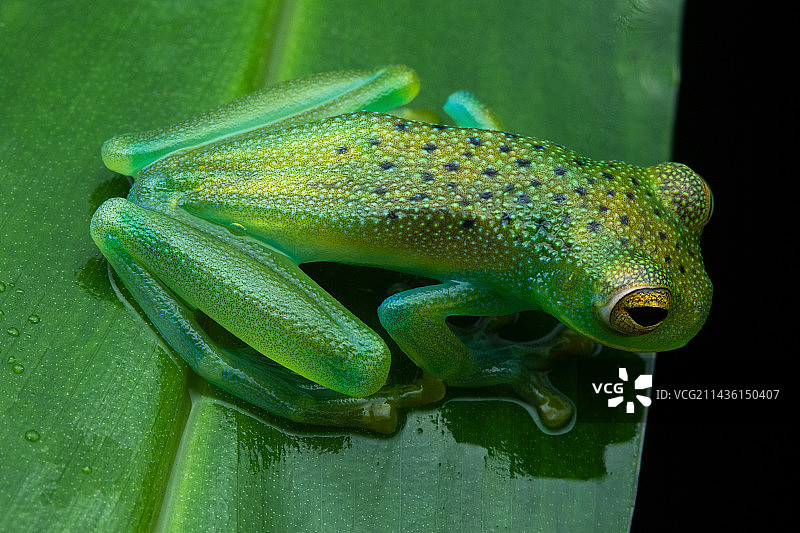 树叶上的颗粒状科克伦蛙(Cochranella granulosa),卡拉特,奥萨,哥斯达黎加图片素材