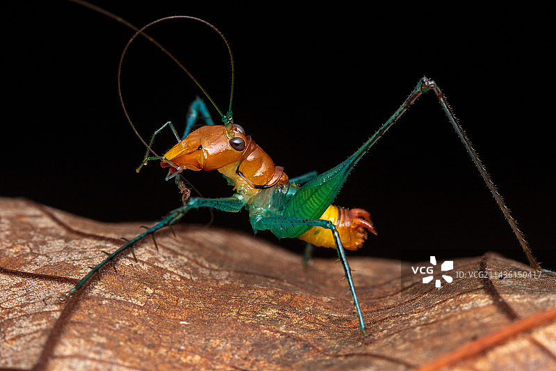 短翅草蜢（Homeomastax surda s. g.），卡拉特，奥萨，哥斯达黎加图片素材