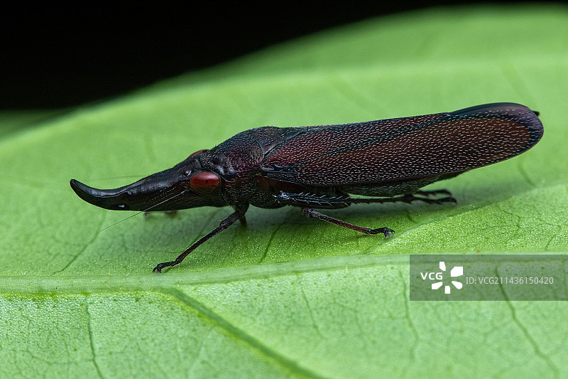 叶蝉 (Acrobelus reflexus) 在哥斯达黎加奥萨半岛卡拉特的叶子上图片素材