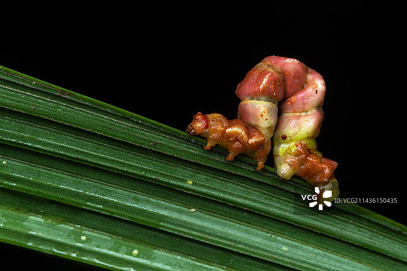 毛虫（鳞翅目），科斯达黎加奥萨兰乔克马多图片素材