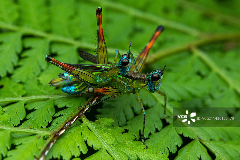 哥斯达黎加草蜢图片素材