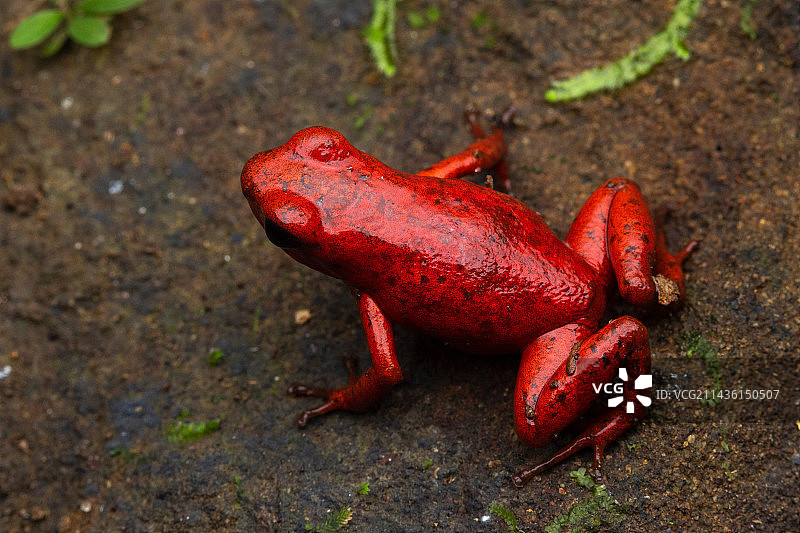 草莓箭毒蛙，来自哥斯达黎加图片素材
