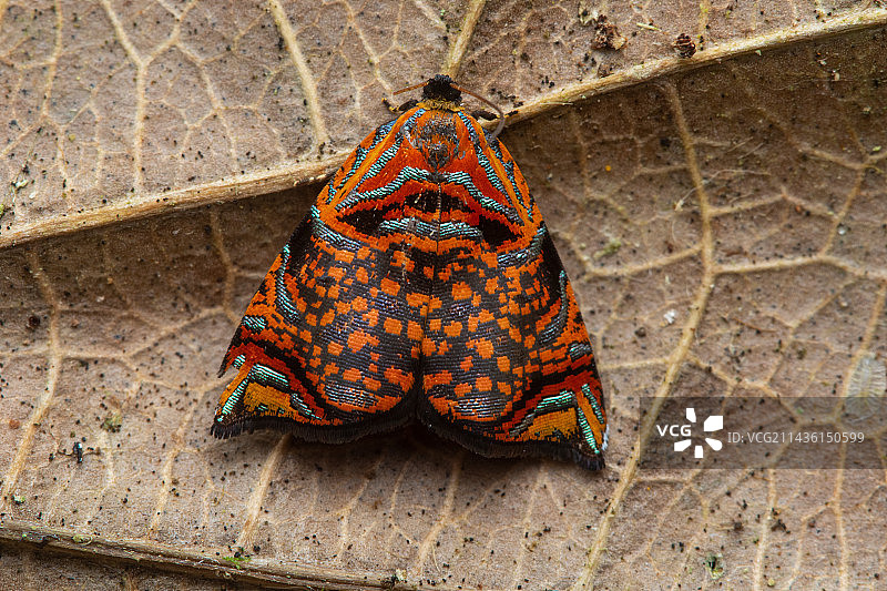 叶子上的卷蛾，曼萨尼约，哥斯达黎加图片素材