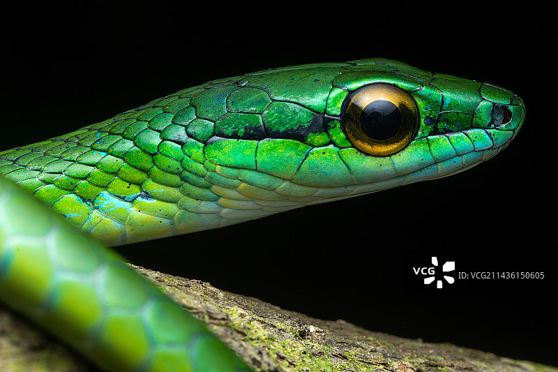 鹦鹉蛇（Leptophis depressirostris）肖像，哥斯达黎加曼萨尼约图片素材