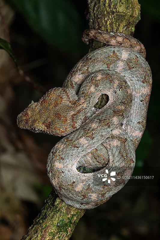 哥斯达黎加曼萨尼约的睫毛蝮蛇图片素材