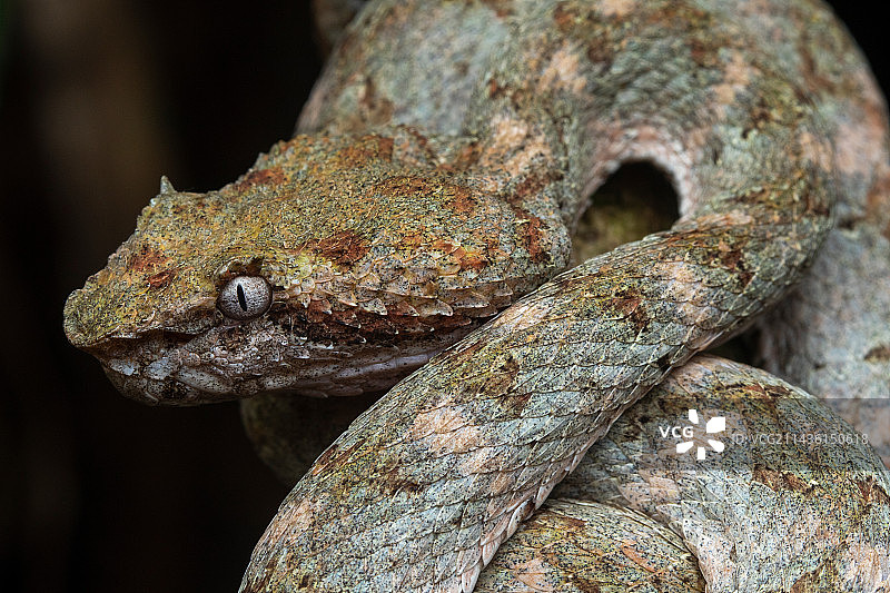哥斯达黎加曼萨尼约的睫毛蝮蛇图片素材
