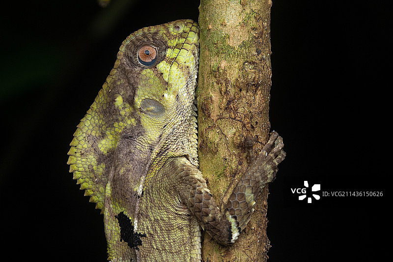 原位光滑盔状鬣蜥（哥斯达黎加曼萨尼约）图片素材