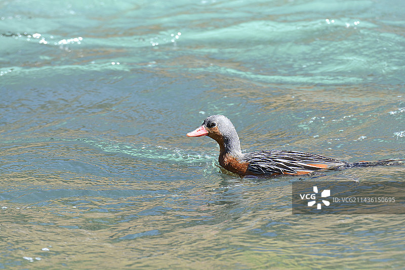 智利莫莱河谷寻找食物的鸭子图片素材