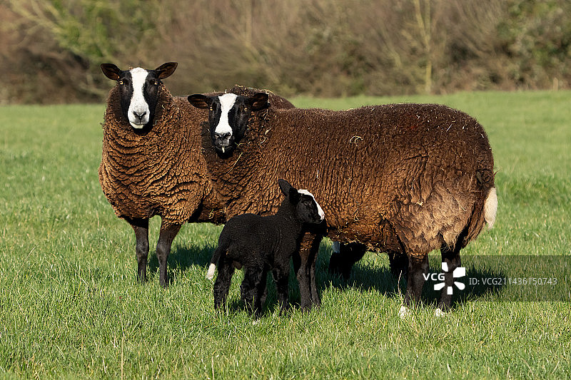 草地上巴尔文威尔士山羊，英国图片素材