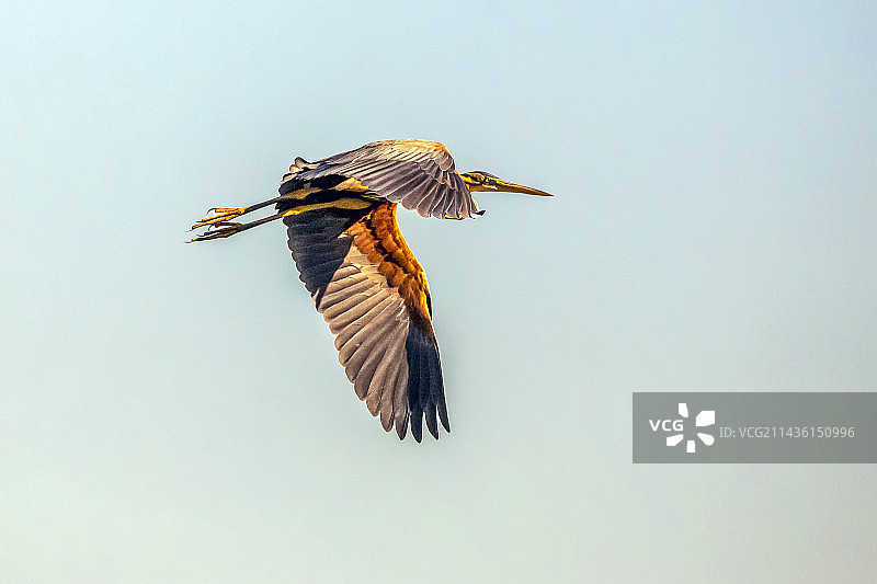 春季多瑙河三角洲蓝天下飞行的紫鹭图片素材