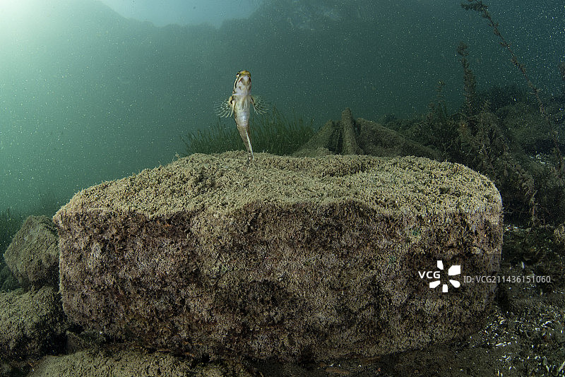 淡水鳚鱼（(Salaria fluviatilis)雄性），鲈加诺湖，提契诺，瑞士图片素材