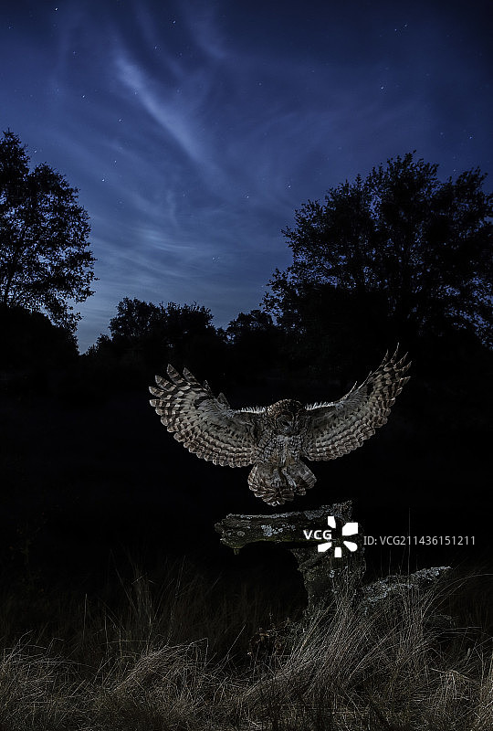 夜间降落的棕褐色猫头鹰，西班牙卡斯蒂利亚-莱昂萨拉曼卡图片素材
