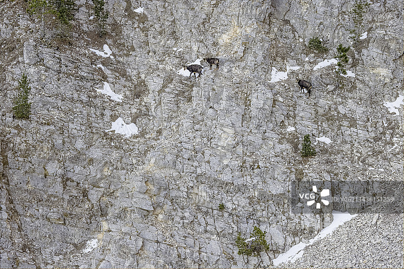 在法国旺度山区垂直墙上越过的欧洲chamois（Rupicapra rupicapra），包括一只成年和两只幼崽图片素材