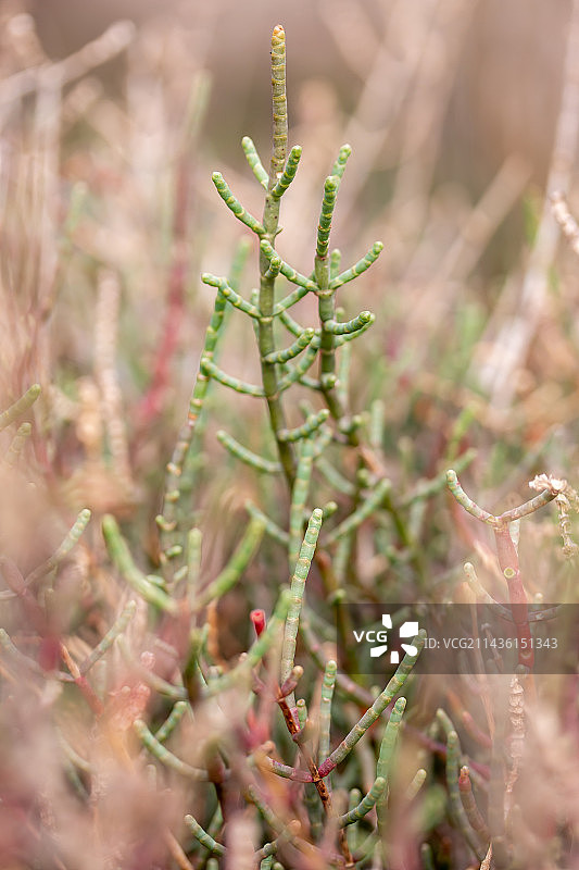 法国加尔省早春的灌状海蓬子图片素材