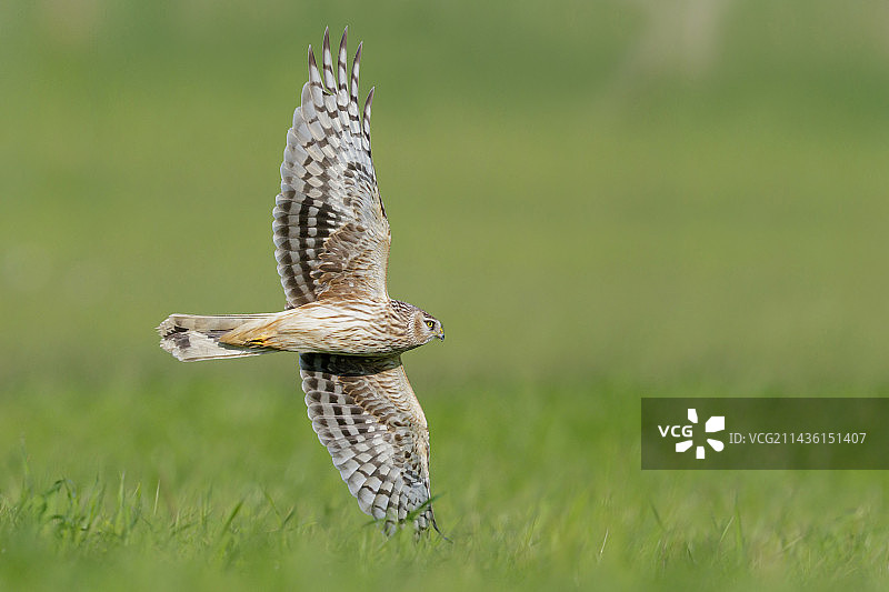 白尾鹞（Circus cyaneus）飞行中的雄性幼鸟，意大利坎帕尼亚图片素材