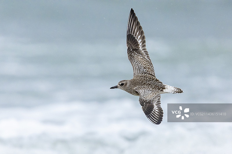 意大利灰斑鴴海上飞行图片素材