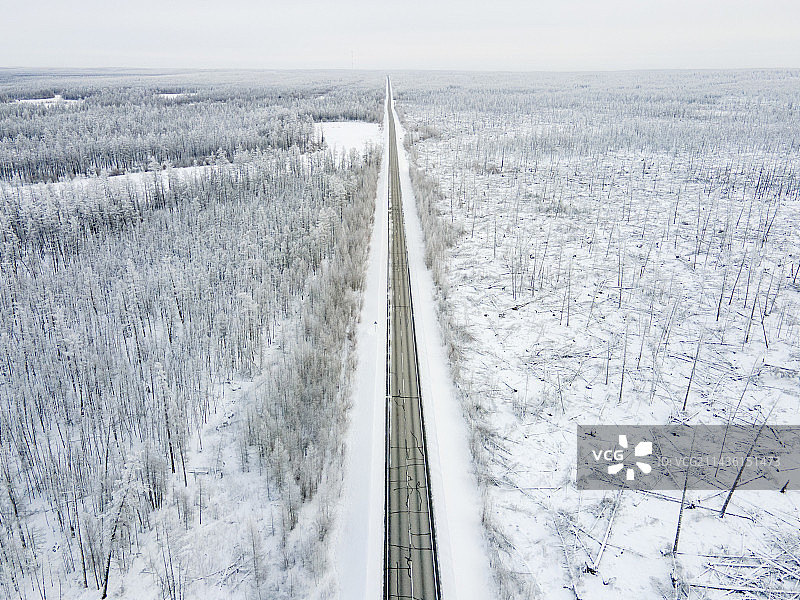 萨哈共和国别尔季加斯佳赫附近针叶林中 2021 年火灾后的焦树鸟瞰图片素材