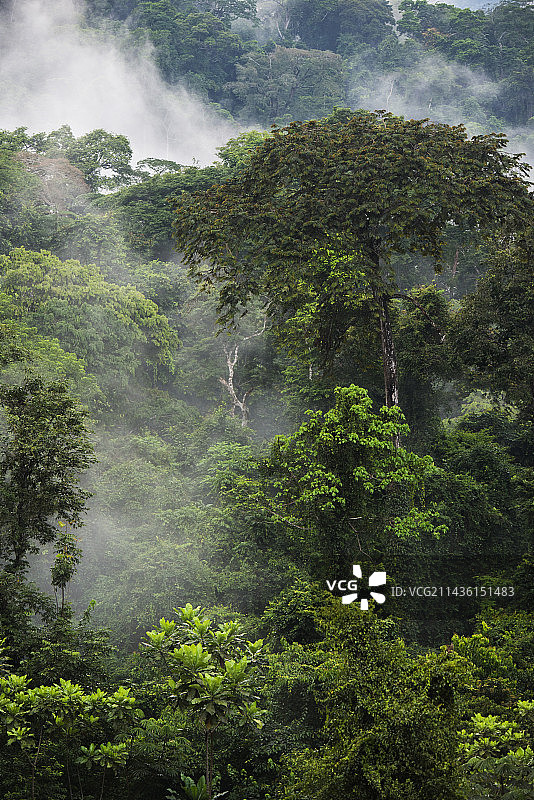 加蓬的赤道森林，森林覆盖率超过80%图片素材