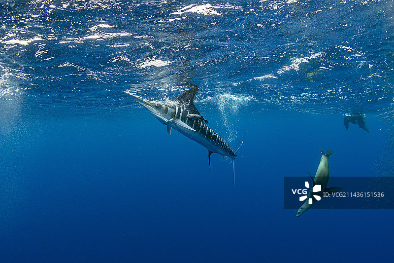 条纹枪鱼和加州海狮捕食沙丁鱼饵球，墨西哥下加利福尼亚半岛西海岸马格达莱纳湾，太平洋图片素材