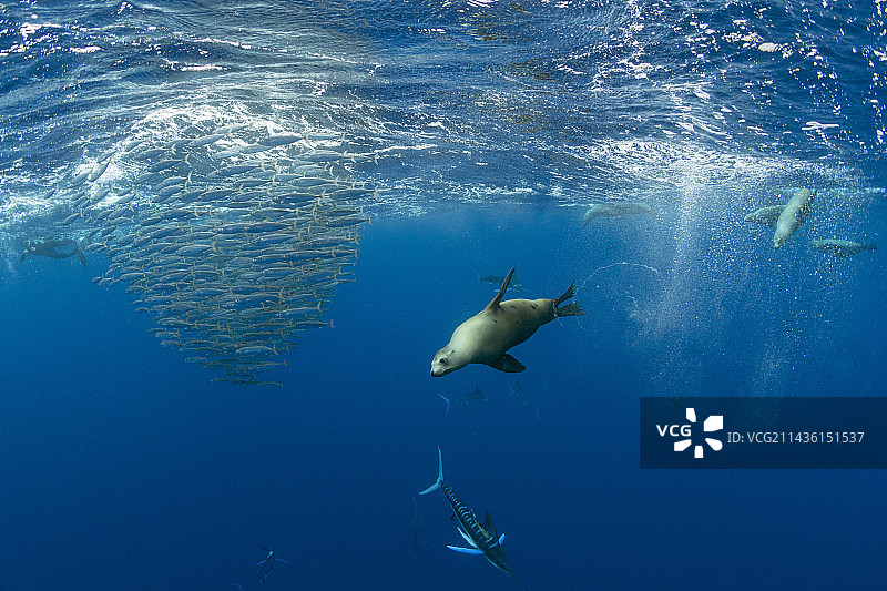 条纹枪鱼和加州海狮捕食沙丁鱼饵球，墨西哥下加利福尼亚半岛西海岸马格达莱纳湾，太平洋图片素材