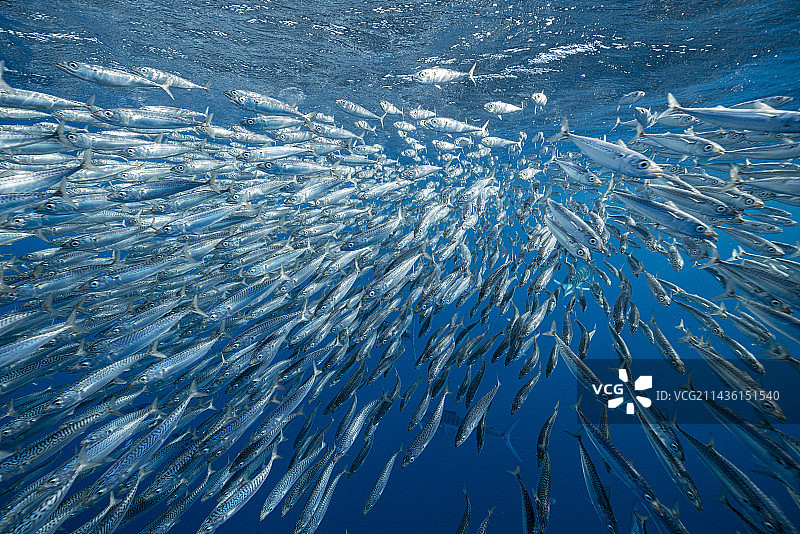 沙丁鱼诱饵球躲避条纹马林鱼的捕食，墨西哥下加利福尼亚半岛西海岸马格达莱纳湾，太平洋图片素材