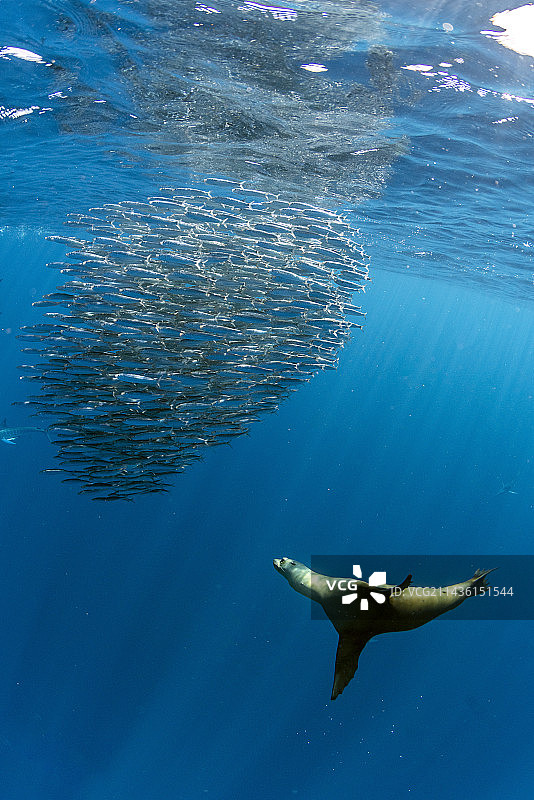 加州海狮捕食沙丁鱼饵球，墨西哥下加利福尼亚半岛西海岸马格达莱纳湾，太平洋图片素材