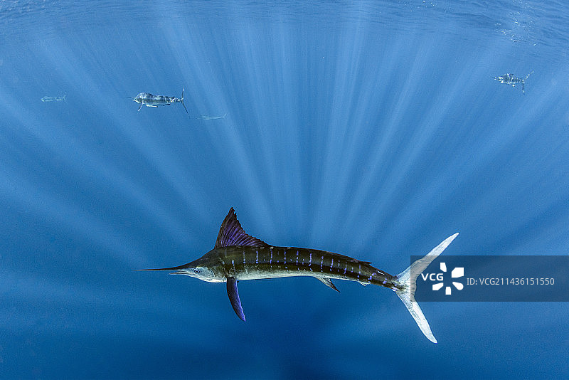 条纹马林鱼捕食沙丁鱼群，墨西哥下加利福尼亚半岛西海岸图片素材