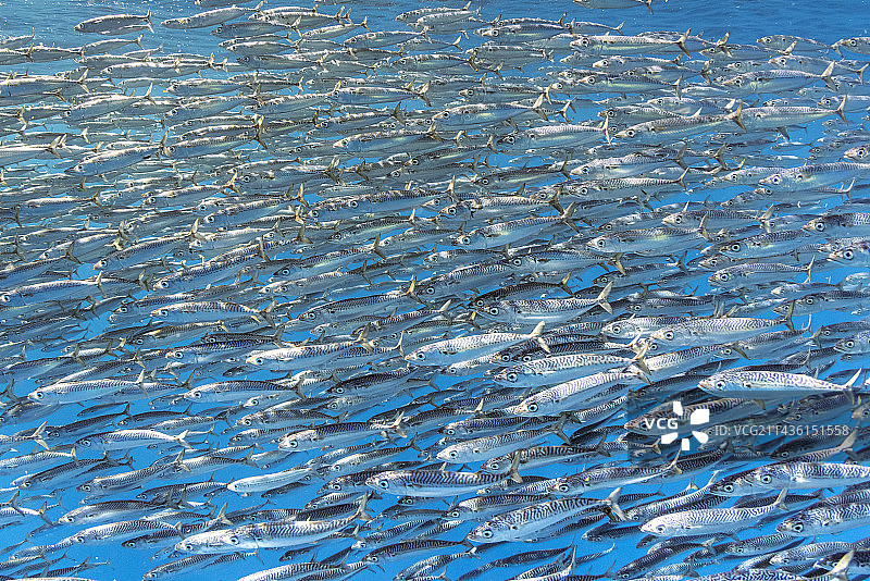 沙丁鱼诱饵球躲避条纹马林鱼的捕食，墨西哥下加利福尼亚半岛西海岸马格达莱纳湾，太平洋图片素材