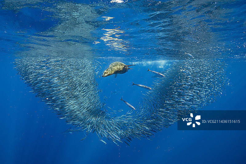 加州海狮捕食沙丁鱼饵球，墨西哥下加利福尼亚半岛西海岸马格达莱纳湾，太平洋图片素材