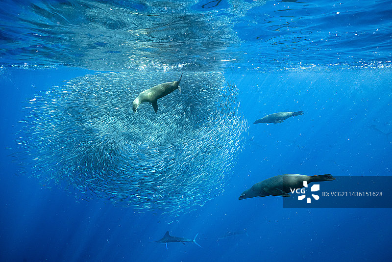 加州海狮捕食沙丁鱼饵球，墨西哥下加利福尼亚半岛西海岸马格达莱纳湾，太平洋图片素材