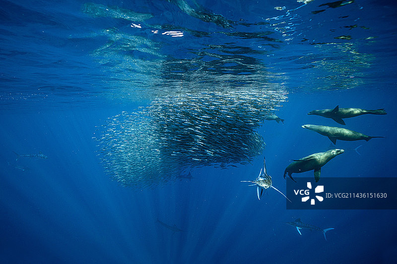 条纹枪鱼和加州海狮捕食沙丁鱼饵球，墨西哥下加利福尼亚半岛西海岸马格达莱纳湾，太平洋图片素材