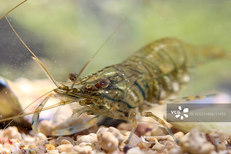 法国滨海阿摩尔省的虾图片素材